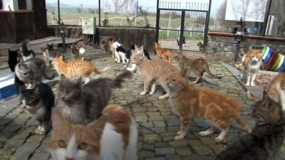 dogal yasam alani -  Kediler Mozart'ı duyunca yemeğe koşuyor Videosu