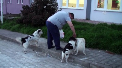 gezin - Köpeğe tekme atan kişi özür diledi - BARTIN Videosu