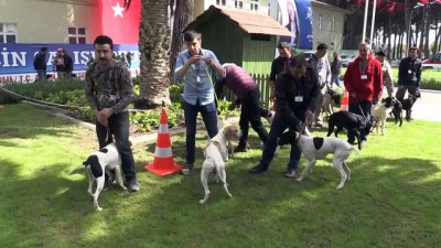guzellik yarismasi - Köpek güzellik yarışması - AYDIN Videosu
