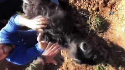 keci yavrusu -  Su kanalına düşen keçi uzun uğraşlar sonucu kurtarıldı Videosu