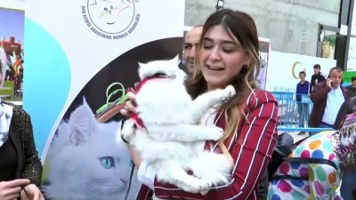 hayvan sevgisi - 'Van Kedisi Güzellik Yarışması' yapıldı Videosu