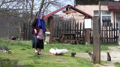 isaf - Yetmiş yaşında çalışma azmiyle 'örnek kadın' oldu - SİNOP Videosu