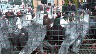 yaris - '13. Güvercin Festivali' başladı - OSMANİYE  Videosu