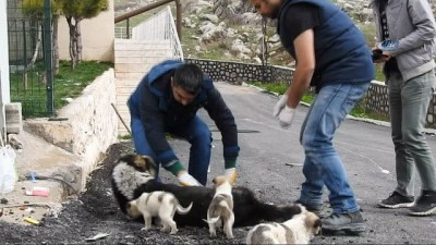 zabita ekibi -  Yaralı sokak köpeğine zabıta ekipleri sahip çıktı  Videosu