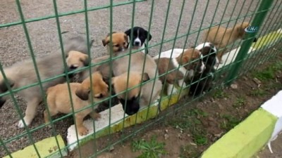 yavru kopekler -  Öksüz kalan yavru köpeklere başka köpek süt anne oldu  Videosu