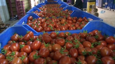 ihracatcilar -  Rusya 100 milyon dolarlık kapıyı bugün açıyor... Rusya'ya sebze ihracatı kademeli olarak başlıyor  Videosu