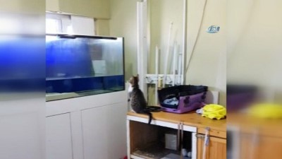yavru kedi -  Sineği yakalamak isteyen kedi akvaryuma uçtu  Videosu
