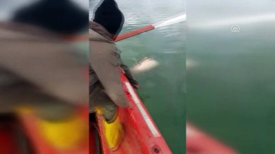 uzunlu - Baraj gölünde 81 kilogramlık yayın balığı yakalandı - TOKAT Videosu