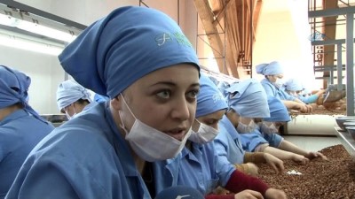 dirayet -  Fındık fabrikasında çalışan kadınlara 'Kadınlar Günü' sürprizi Videosu