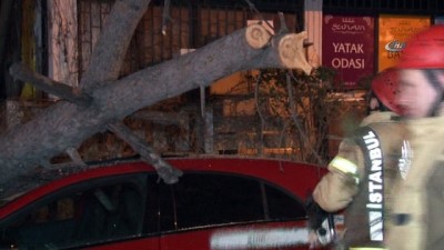 ulker -  Kökü çürüyen ağaç, lüks otomobilin üstüne devrildi  Videosu