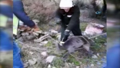 gezin -  Bodrum’da itfaiyeden domuz kurtarma operasyonu kamerada  Videosu