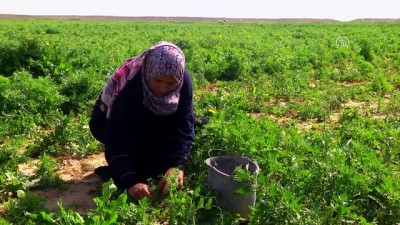olum riski - Gazzeli kadın çiftçilerin 'ateş hattı'ndaki yaşam mücadelesi - GAZZE  Videosu