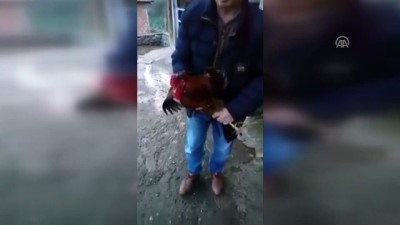 isaf - Anne diyen horoz büyük ilgi görüyor - BALIKESİR Videosu