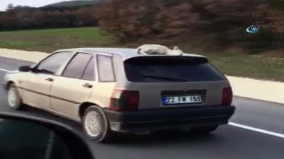 uttu -  Aracın tavanındaki kuzu şaşırttı  Videosu