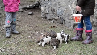 yavru kopekler - 'Minik yürekler' yavru köpekleri sahiplendi - KARS  Videosu