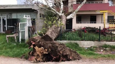 Fırtına 100 yıllık çınar ağacını devirdi - ÇANAKKALE