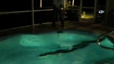 timsah - - Florida'da Havuzda Timsah Bulundu  Videosu