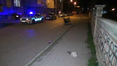  Karaman'da vicdansız sürücü kediye çarpıp kaçtı 