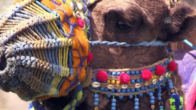 gunesli - Uşak'ta deve güreşi heyecanı  Videosu