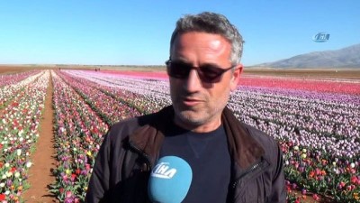 sosyal medya -  Lale tarlasına yoğun ilgi  Videosu