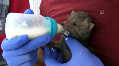 kanald - Tilki yavrularına annelik yapan köpek - BATMAN  Videosu