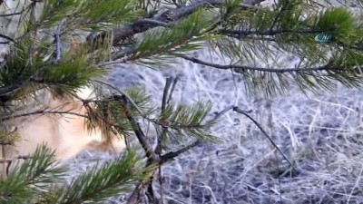 leman -  Yavru tilkinin kamera karşısındaki şaşkınlığı  Videosu