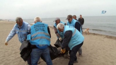 yunuslar -  Samsun’da 2 yunus ölüsü karaya vurdu  Videosu