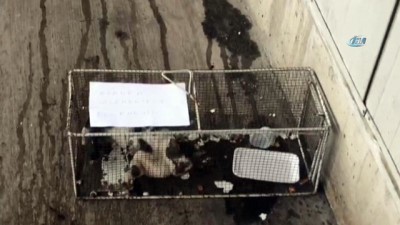 hayvan haklari -  Sucuk çalan kediyi kafese hapsettiler Videosu
