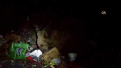 ormana - Bozayılar yiyecek bulmak için ilçe çöplüğüne indi - KARS  Videosu