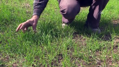 kromozom - Buğdayın atası 'siyez'de yüksek verim beklentisi - KASTAMONU  Videosu