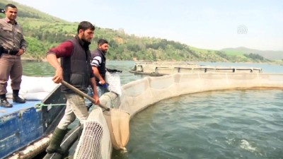 girgir - Tezgahlar 'kültür balıkları'yla canlandı - SAMSUN  Videosu