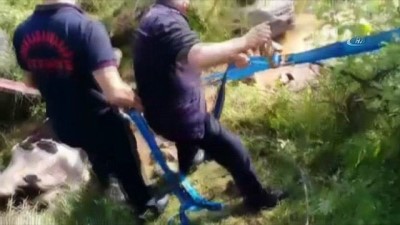salda -  Dereye düşen ineğe 3 saatlik kurtarma operasyonu  Videosu