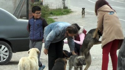  Gönüllü öğrencileri ile sokak köpeklerine sahip çıktılar 