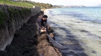 yunuslar - Karadeniz'deki yunus ölümleri - SİNOP  Videosu