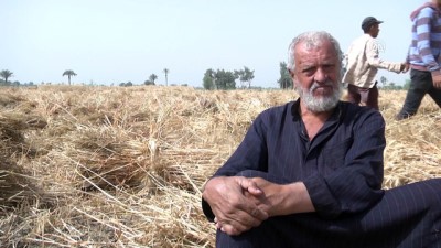 Mısır'da buğday hasadı - BAĞDAT