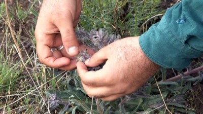 hastalik -  Ödüllü botanikçi 3 yeni nakıl bitkisi keşfetti  Videosu
