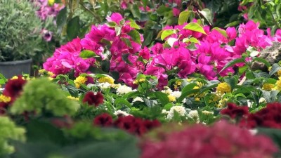 botanik bahcesi - 'Turizm başkenti'nde ilkbahar bir başka güzel - ANTALYA  Videosu