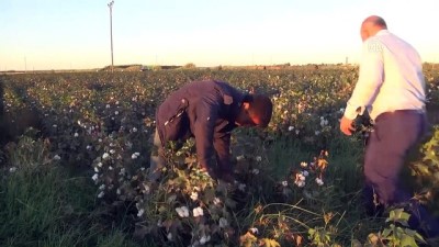 potasyum - Pamuk rekoltesinde 'rekor' beklentisi- ŞANLIURFA  Videosu