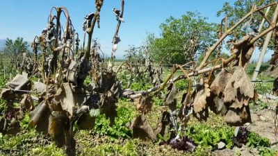 kirim -  Soğuk hava üzüm bağlarını vurdu  Videosu