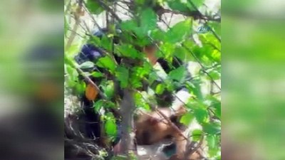 cakal -  Tuzağa yakalanan çakalı itfaiye kurtardı Videosu