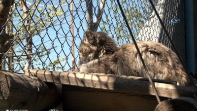 yavru kedi -  Veteriner hekimden yavru kedi uyarısı  Videosu
