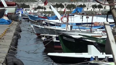 denizanasi - Denizanası nedeniyle balıkçılar ağ toplayamıyor - SAMSUN Videosu