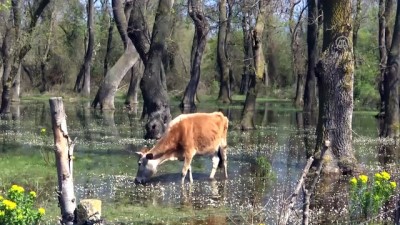 sonbahar - Küresel ısınma kuş göçünü etkiledi - SAMSUN  Videosu