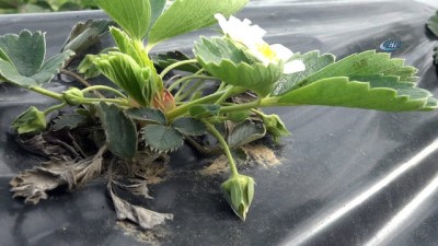 ayetler -  Padişah sofralarının vazgeçilmezi Osmanlı Çileği gün sayıyor  Videosu