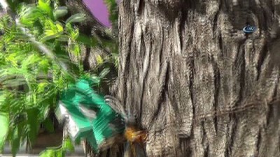 elektrik carpmasi -  Ağaca çekilen üçlü priz riski oluşturuyor  Videosu