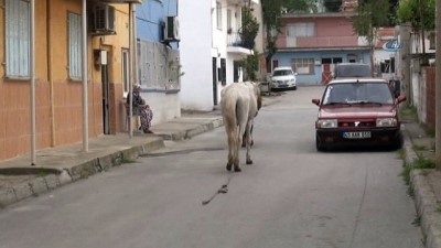 İpini koparan atlar trafiğe daldı 