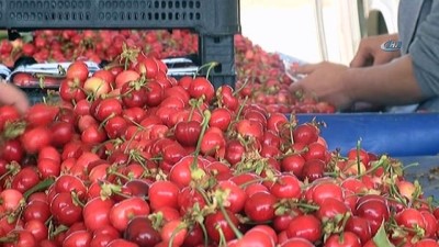  Manisa kirazı pazardaki yerini aldı 