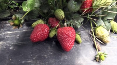 asad - Ordu'da çilek hasadına başlandı  Videosu