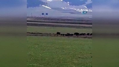 yaban domuzlari -  Sarıkamış'ta domuz sürüsü görüntülendi  Videosu