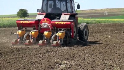 erimli - Trakya'da ayçiçeği ekimi başladı - EDİRNE  Videosu